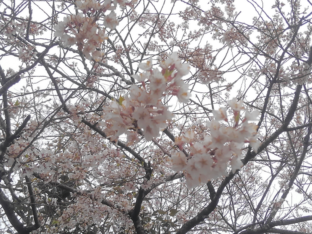 2019年桜